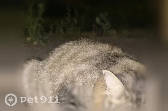 Найдена кошка, Белгород, фото: Найдена кошка, Октябрьская, д. 25, Белгород — с фиолетовым пластиковым ошейником