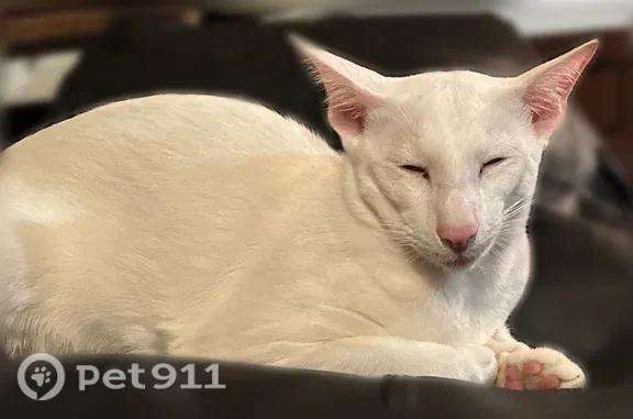 Кошки потеряшки, Щёлково, фото: Потеряшка кошка, Поселок Образцово (г Щёлково), Новая Садовая, д. 25, Щёлково — 6,5 месяцев, зелёные глаза
