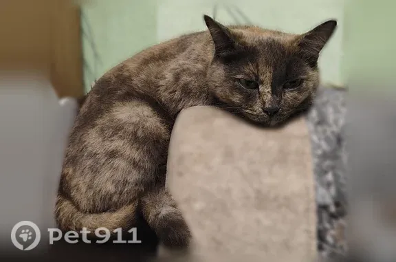 Найдена кошка, Тверь, фото: Найдена кошка, Бобкова, Тверь — ласковая, пришла к подъезду