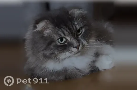 Пропала кошка, Микрорайон Жилой массив Хвойный (г Воронеж), д. 29, Воронеж — очень ласковая, идет к людям - photo