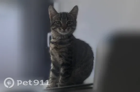 Пропала кошка, Серго Орджоникидзе, д. 6, Ярославль — маленький серый котёнок, 4 месяца - photo