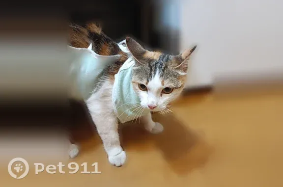 Найдена кошка, Абакан, фото: Найдена кошка, Абакан