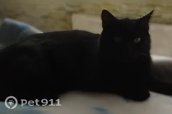 Пропала кошка, Мичуринская, д. 124, Тамбов — чёрная, зелёные глаза - photo