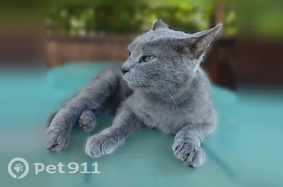 Объявления о пропавших и найденных животных, , фото: Найдена кошка, Село Песчаное, Набережная, д. 8 — очень ласковая, ручная
