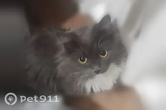 Найдена кошка, Кемерово, фото: Найдена кошка, Пролетарская, Кемерово — очень умная, не ходит в лоток
