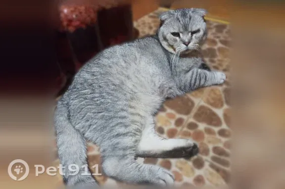 Найдена кошка, Йошкар-Ола, фото: Найдена кошка, Молодежная, Йошкар-Ола — очень крупная, вислоухая