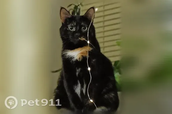 Кошки потеряшки, Йошкар-Ола, фото: Потеряшка кошка, Йошкар-Ола, Гайдара — черепаховый окрас, чёрная с рыжим пятнышком у носа