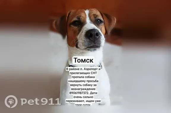 Пропала собака, Томск - photo