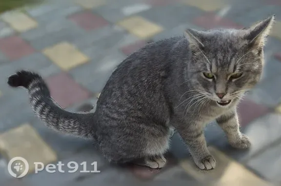 Найдена кошка, Муравленко, фото: Найдена кошка, Муравленко, Губкина, д. 27 — очень ласковая, сидит в кустах 2 дня