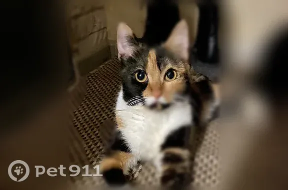 кошечка мелкая, трехцветная пропала вечером