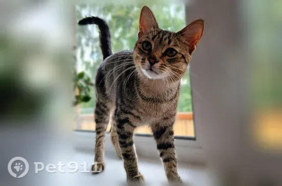 Кошки потеряшки, Йошкар-Ола, фото: Потеряшка кошка, Йошкар-Ола, Гайдара, д. 64 — длинные худоватые лапы, крупноватые уши