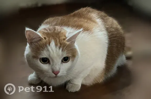 Найдена кошка, Йошкар-Ола, фото: Найдена кошка, Йошкар-Ола, Карла Либкнехта, д. 64а — бело-рыжая, упитанная, людей не боится
