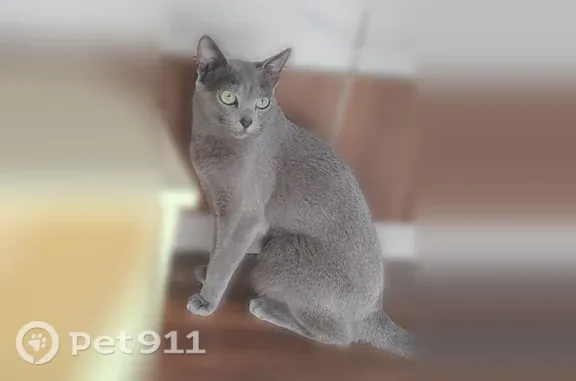 Пропала кошка, Стрелецкий, д. 60, Владимир — русская голубая, зелёные глаза - photo