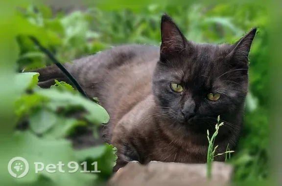 Кошки потеряшки, Прямицыно, фото: Потеряшка кошка, Поселок городского типа Прямицыно, Октябрьская, Прямицыно — черный с серым подшерстком