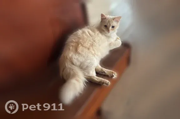 Пропала кошка, Домодедово, Цветочная, д. 24 — почти белая, с голубыми глазами - photo