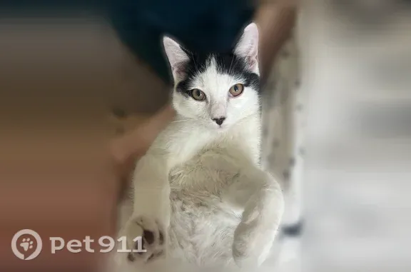 Пропала кошка, Междуреченск, Юности, д. 5, Междуреченск — синее пятнышко на животе, вероятно ранена - photo
