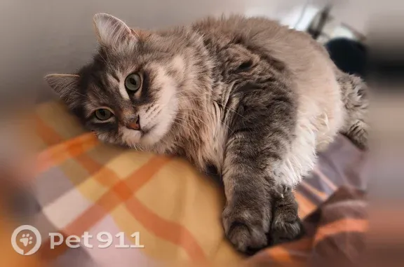 Кошки потеряшки, Гатчина, фото: Потеряшка кошка, Гатчина, Киргетова, д. 25 — серый окрас, очень пушистая, не отзывается на кыс-кыс