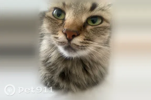 Пропала кошка, Комсомольский, д. 77, Пермь — серая трёхшёрстная, зовут Плюша - photo