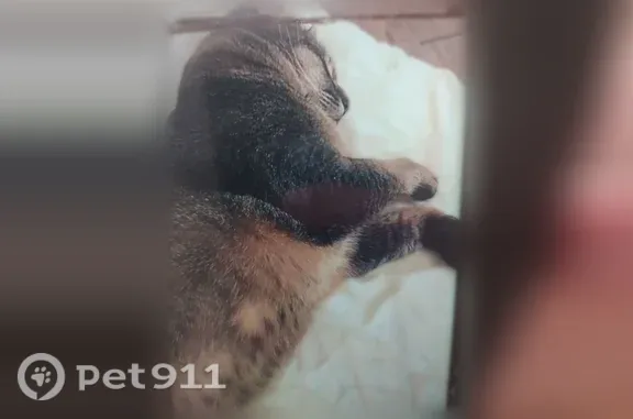 Пропала кошка, Тенистая, д. 50, Воронеж — большой кот, около 6 кг, ухо немного порвано - photo