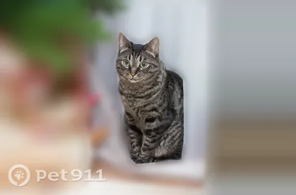Пропала кошка, Дачное неком-е партнерство Проба, Проба — домашняя, может прятаться - photo