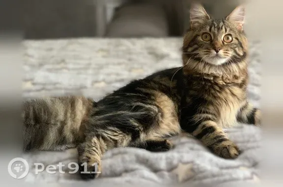 Кошки потеряшки, Гусев, фото: Потеряшка кошка, Гусев, З.Космодемьянской, д. 11, Гусев — мейнкун, полосато серо-коричневый окрас