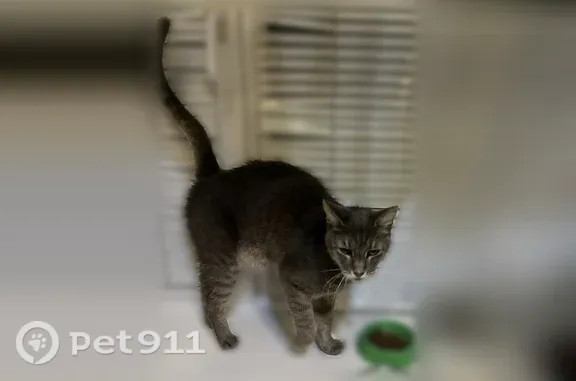 Найдена кошка, Ярославль, фото: Найдена кошка, 50 лет ВЛКСМ, д. 4, Ярославль — серый