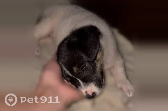Собака ищет дом, Зоологическая, д. 14 7, Ростов-на-Дону — очень человеколюбивая, ручная - photo