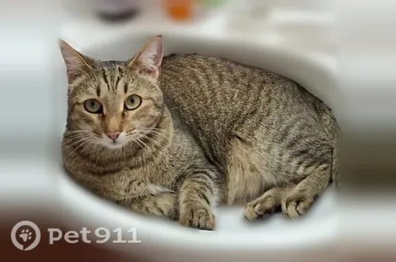 Пропала кошка, Ижевск, Удмуртская, д. 265 — коричневая с чёрными полосками - photo
