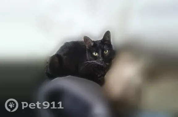Пропала кошка, Новоселов, д. 9, Сыктывкар — чёрная, стерильная, 5 лет - photo