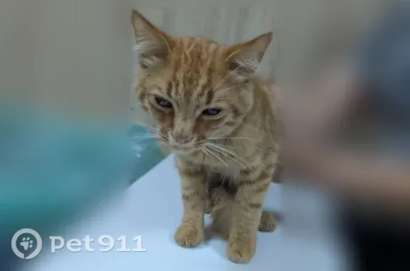 Кошка ищет дом, возле магазина «Мир ремонта» на Латошинке, Волгоград — котёнок, очень ласковая - photo
