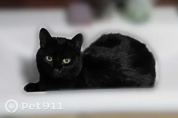 Пропала кошка, Ивантеевка, Бережок, д. 7 — чёрная, небольшая, откликается на Люся - photo