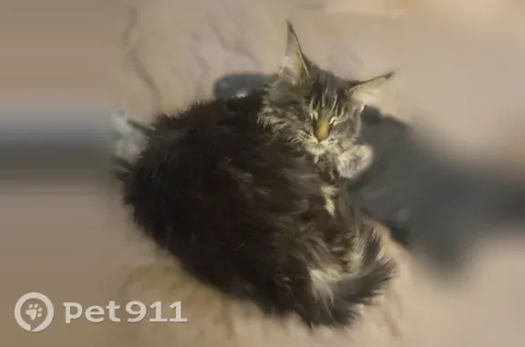 Пропала кошка, Краснознаменск, Генерала Шлыкова, д. 6 — небольшая, 5 месяцев - photo
