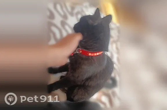 Найдена кошка, Магнитогорск, фото: Найдена кошка, Суворова, Магнитогорск — красный ошейник с колокольчиком