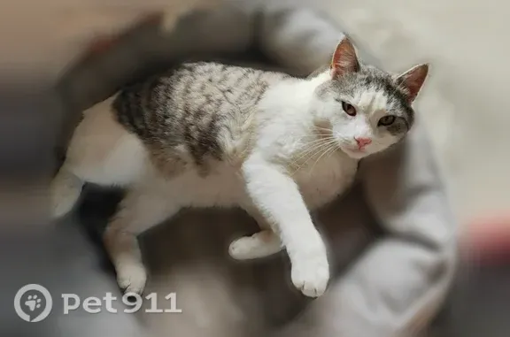 Пропала кошка, Село Дубровичи, Зеленая, д. 28, Дубровичи — серый упитанный котик, около 7 кг - photo
