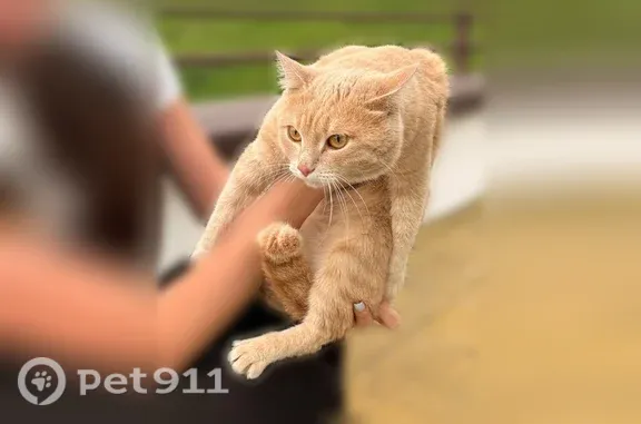 Найдена кошка, Ярославль, фото: Найдена кошка, Ярославль, Волжская, д. 2 — персикового цвета, домашняя
