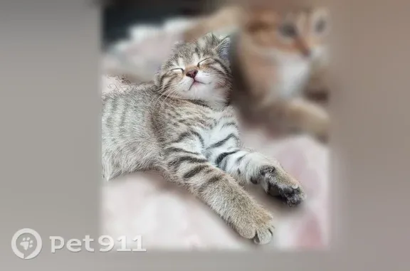 Кошка ищет дом, Чита, Советская, д. 25 — две кошечки, 2 месяца - photo