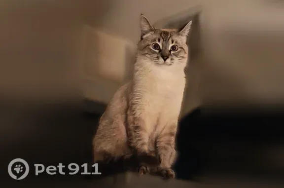Пропала кошка, Калуга, Победы, д. 4 — серый с полосками, пятно на боку - photo