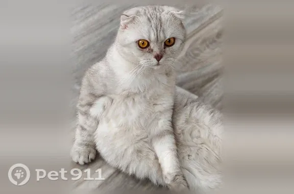 Пропала кошка, Новотроицк — хромает, больные задние лапки - photo