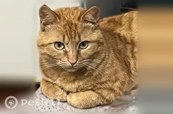 Кошки потеряшки, Николаевка, фото: Потеряшка кошка, Село Николаевка, Николаевка