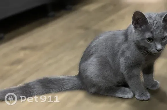 Серый, добрый , ласковый