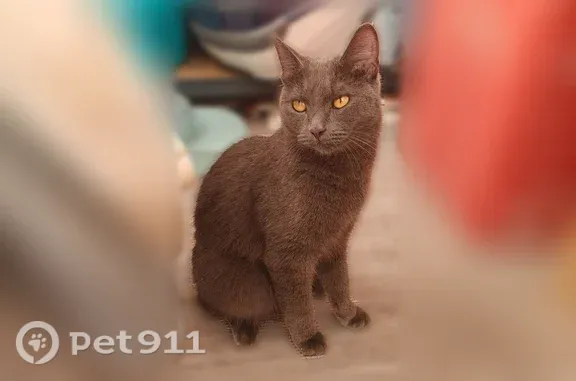 Найдена кошка, Тюмень, фото: Найдена кошка, Тюмень, Ершова, д. 1 — молоденькая, домашняя