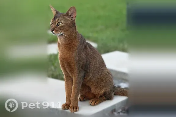 Кошки потеряшки, Курск, фото: Потеряшка кошка, Скорятина, Курск — абиссинская, зелёные глаза