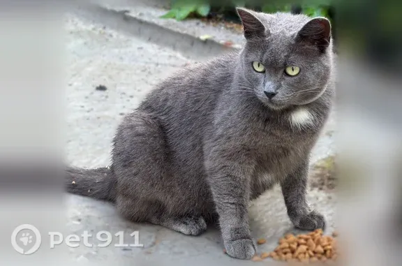 Найдена кошка, Тверь, фото: Найдена кошка, Жореса, Тверь — с ошейником, ночует во дворе таунхауса