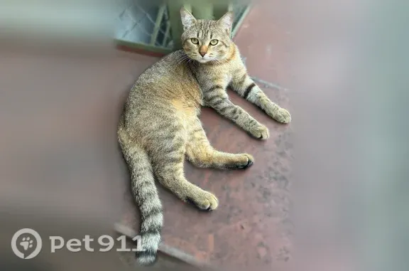 Найдена кошка, Нижний Новгород, фото: Найдена кошка, Район Нижегородский (г Нижний Новгород), Казанское, д. 8 4, Нижний Новгород
