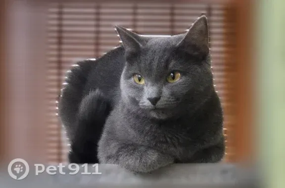 Пропала кошка, Микрорайон Силикат (г Котельники), д. 23, Котельники — серый дымчатый окрас - photo