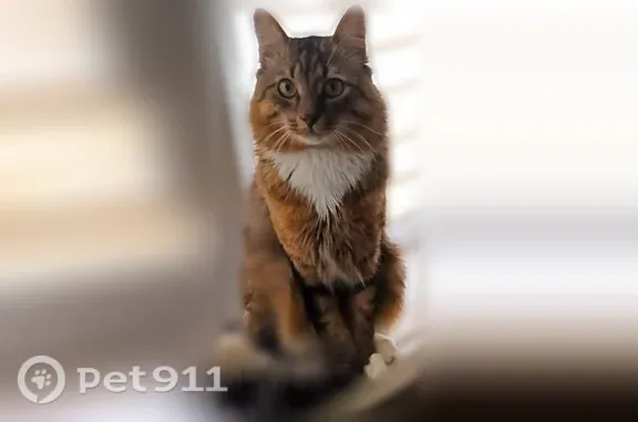 Пропала кошка, Варейкиса, д. 9, Ульяновск — домашний, пугливый кот - photo