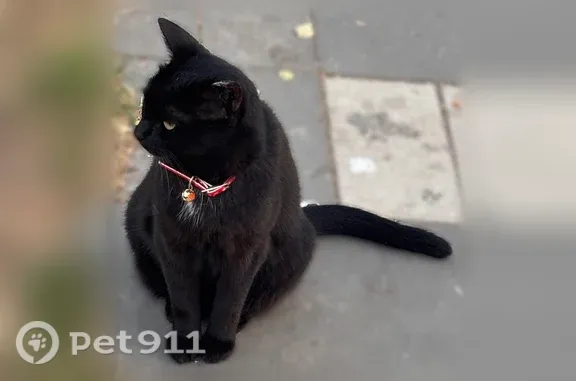 Найдена кошка, Нижнекамск, фото: Найдена кошка, Нижнекамск, Мира, д. 19 — сидит у «Вкусно и точка»