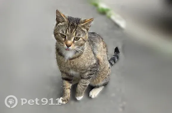 Найдена кошка, Люберцы, фото: Найдена кошка, Люберцы — ласковая, спокойно даёт себя гладить