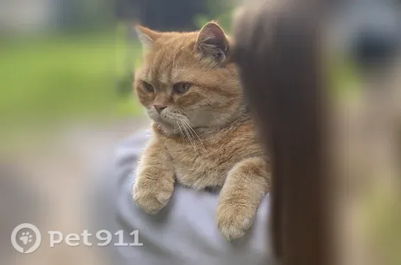 Пропала кошка, Вологда — рыжий кот, 6 лет, с рыжей буквой М на лбу - photo