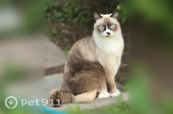 Пропала кошка, Район Ленинский (г Барнаул), Новая, д. 51, Барнаул — сиамский окрас, короткий 